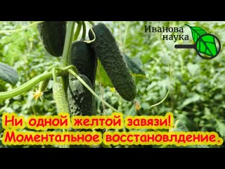 Пару капель на ведро и Огурцов нарастает Тонна! Даже пожелтевшие снова позеленеют и заплодоносят!