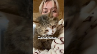 Молода. Пушиста, красива. 89255977633 Дарю. #приют #животные #cat #котик #топ #кот #котики
