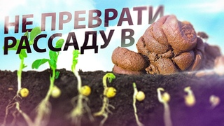 ПОЧЕМУ СЕМЕНА НЕ ВСХОДЯТ БОРЬБА И ПРИЧИНЫ