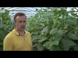 Ложная мучнистая роса