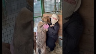 Родители отзовитесь! Кайзер из приюта Некрасовка, супер-пес #shortvideo #собака