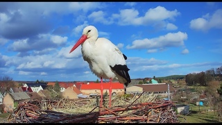 Livestream - Storchennest Fohrde - Nest 2  (White Stork, Bocian)