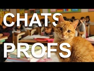 SI LES PROFS ÉTAIENT DES CHATS