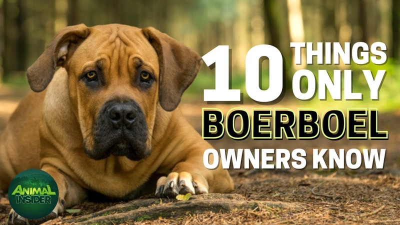 10 Things Only Boerboel Dog Owners