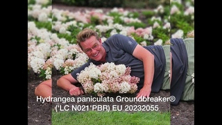 Граундбрекер. Groundbreaker .Самый карликовый сорт гортензии в Мире!!!