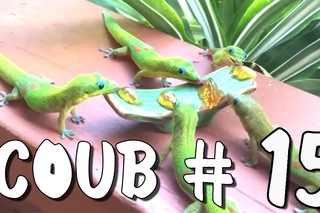 Coub #15