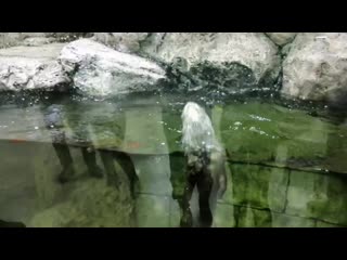 Выдряточки