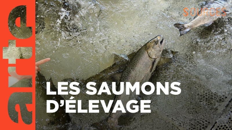 Saumon : histoire dun enfumage, Sources,