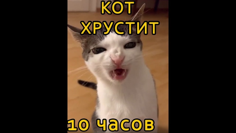 Кот хрустит кормом 10 часов, 10