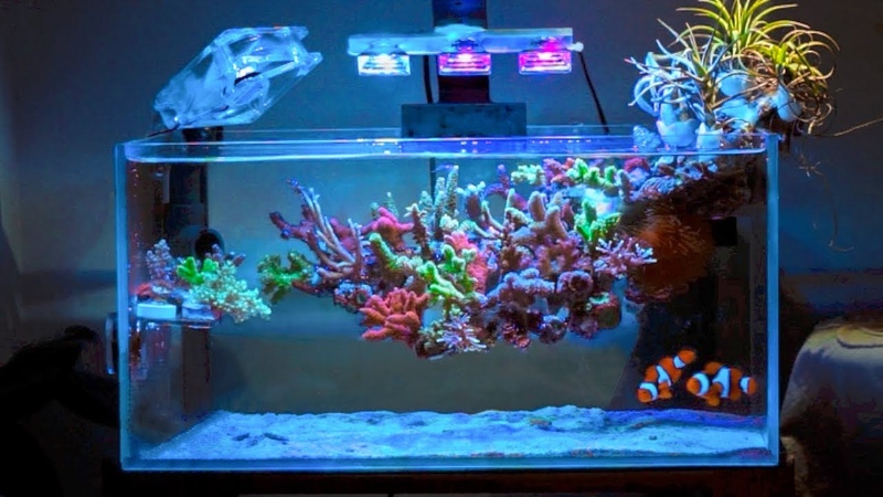 This Coral Reef is