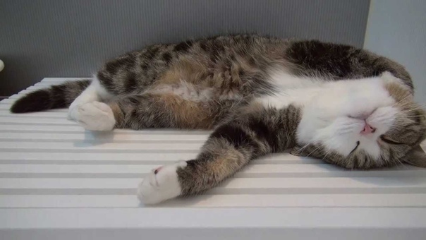 Maru расслабляется в ванной ( Maru is relaxed in the bathroom 2, 添い風呂なねこ,