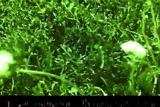 Arthur Tourenism - Clandestine (Video Art by VJ CNiclav)