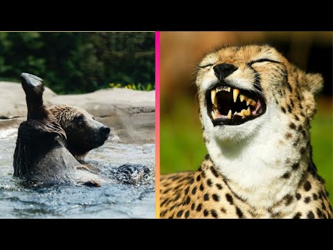 Puzzling Pet Behavior Makes it Impawsible Not to Laugh Hilarious pets and