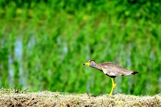 African wattled lapwing / Сенегальский серёжчатый чибис / Vanellus senegallus