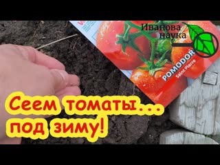 УЖЕ ПОРА! Сеем ТОМАТЫ... ЗИМОЙ! Самая крепкая рассада томатов для большого урожая - сеем вот так.