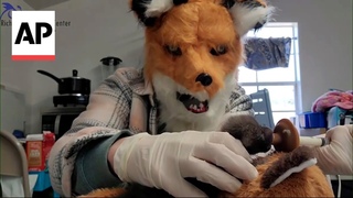 Wildlife center staff dress up as red foxes as they care for orphaned kit