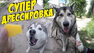 ЛУЧШАЯ ДРЕССИРОВКА ХАСКИ / ТОП КОМАНДЫ ДЛЯ СОБАКИ