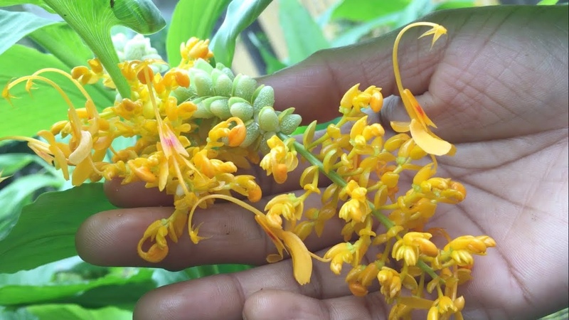 Dancing Girl Ginger Plant, Globba
