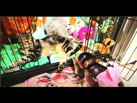 Люська ДОСТАЁТ КОТА Марсель не спускает с неё