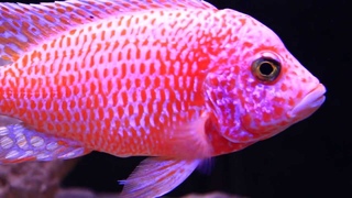 Super Colorful African Cichlid - The Dragon Blood Peacock (Aulonocara Hybrid)