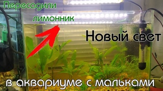 НОВЫЙ СВЕТ В АКВАРИУМЕ С МАЛЬКАМИ. СПАСАЕМ РАСТЕНИЯ