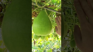 vegetable flower seeds--suntoday seeds