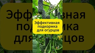 МОРЕ огурцов обеспечено  #огород #дача #овощи #огурцы