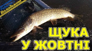 Спінінгова риболовля в с. Вільхівка! Рибалка з човна у жовтні! Ловля щуки та окуня в жовтні