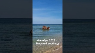 г.  Водоплавающий верблюд в Азовском море #голубицкая  5 минут назад