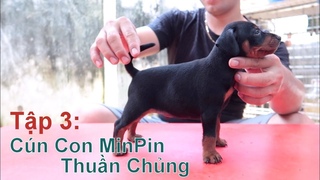 MinPin/ Miniature Pinscher/ NhamTuatTV - Dog in Vietnam
