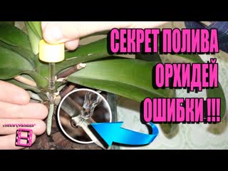 СЕКРЕТ ПОЛИВА ОРХИДЕЙ И ОШИБКИ. ВЗГЛЯД ПОД МИКРОСКОПОМ НА КОРЕНЬ ОРХИДЕИ ФАЛЕНОПСИС. ЭКЗОТИКА