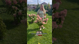 НОРМИРОВАНИЕ ПОБЕГОВ У ГОРТЕНЗИИ