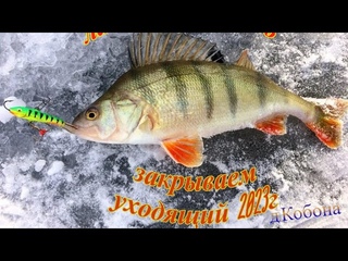 Ладожский окунь зимой ! Рыбалка со льда в деревне Кобона