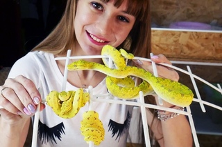 Жёлтый зелёный питон (Morelia viridis)