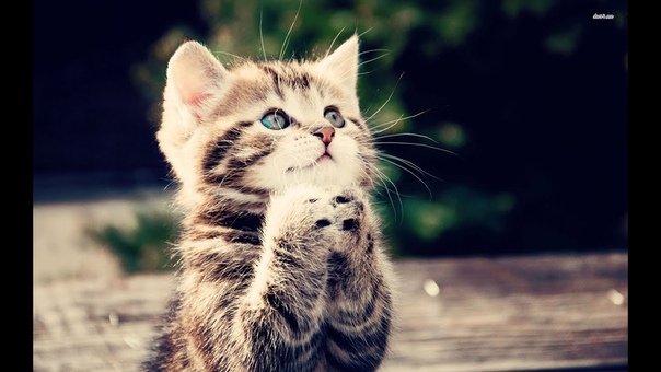 Cutest Kitten on Youtube 2016 HD