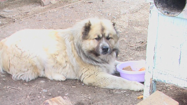 №23, Венера Азимова №23, Венера Азимова