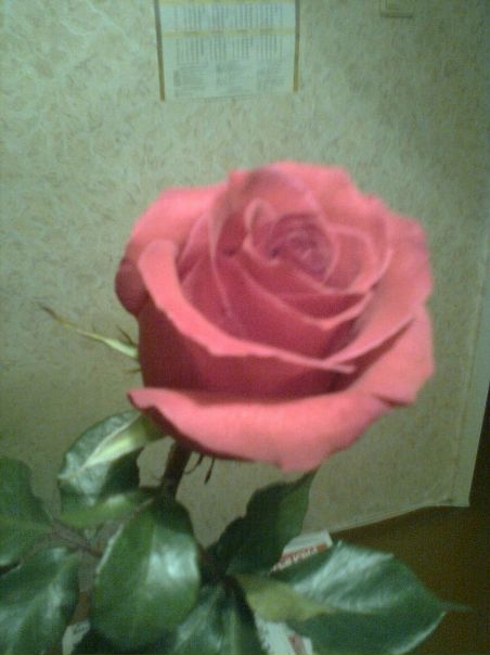 №72, Валентина Щукина, Кострома №72, Валентина Щукина, Кострома