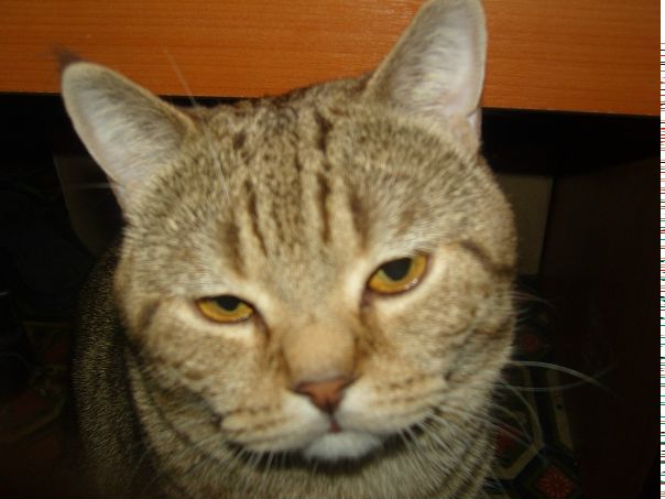 №27, Елена Алтухова, Москва №27, Елена Алтухова, Москва