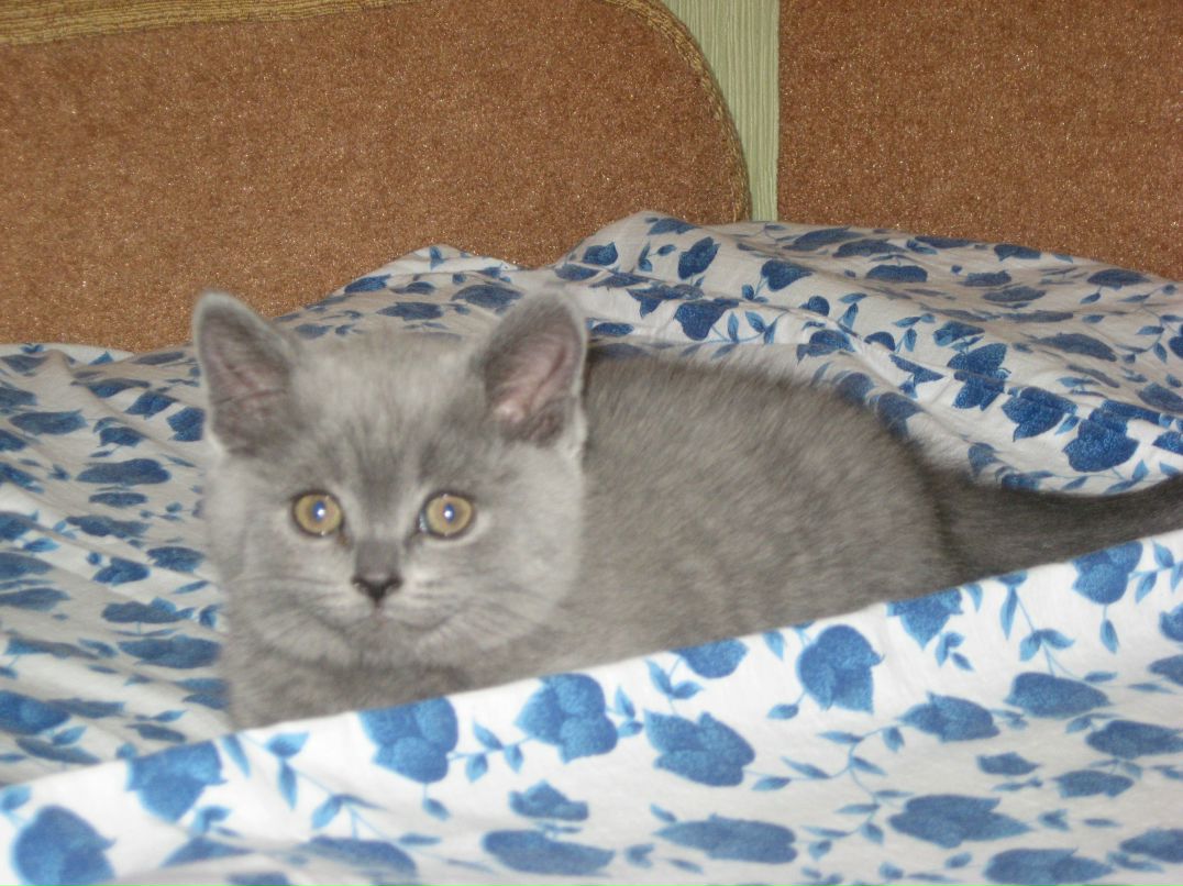 Ирина Второва | Одинцово