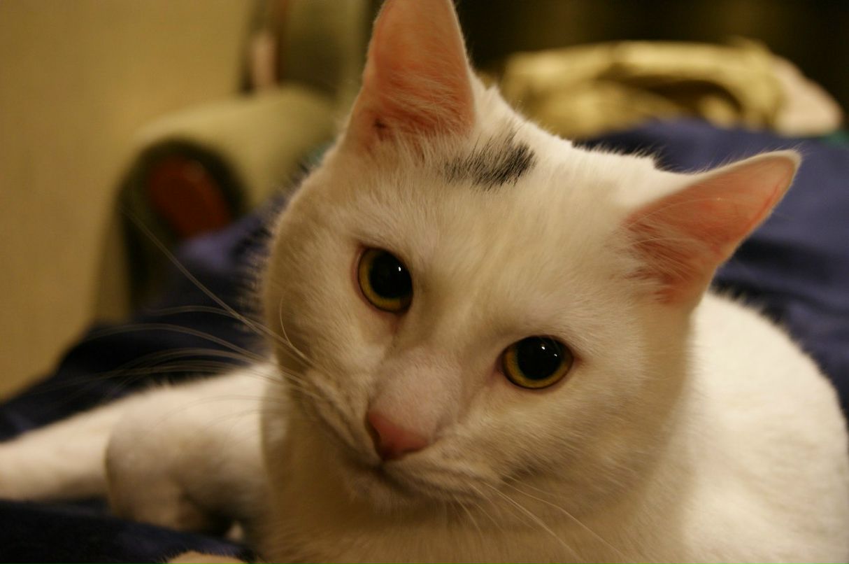 Людмила Ивановская | Санкт-Петербург