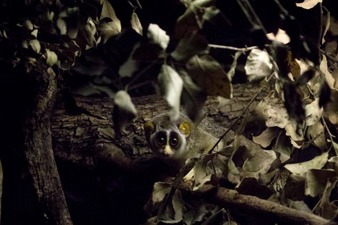 Александра Гудвин | Нижневартовск