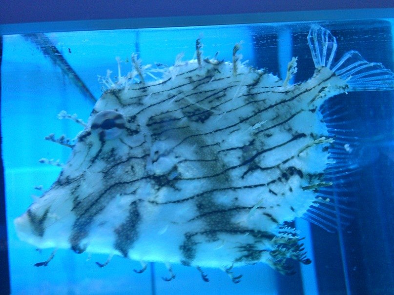 Aleksandra Archangielskaja ⎮Varaska⎮ | Warszawa