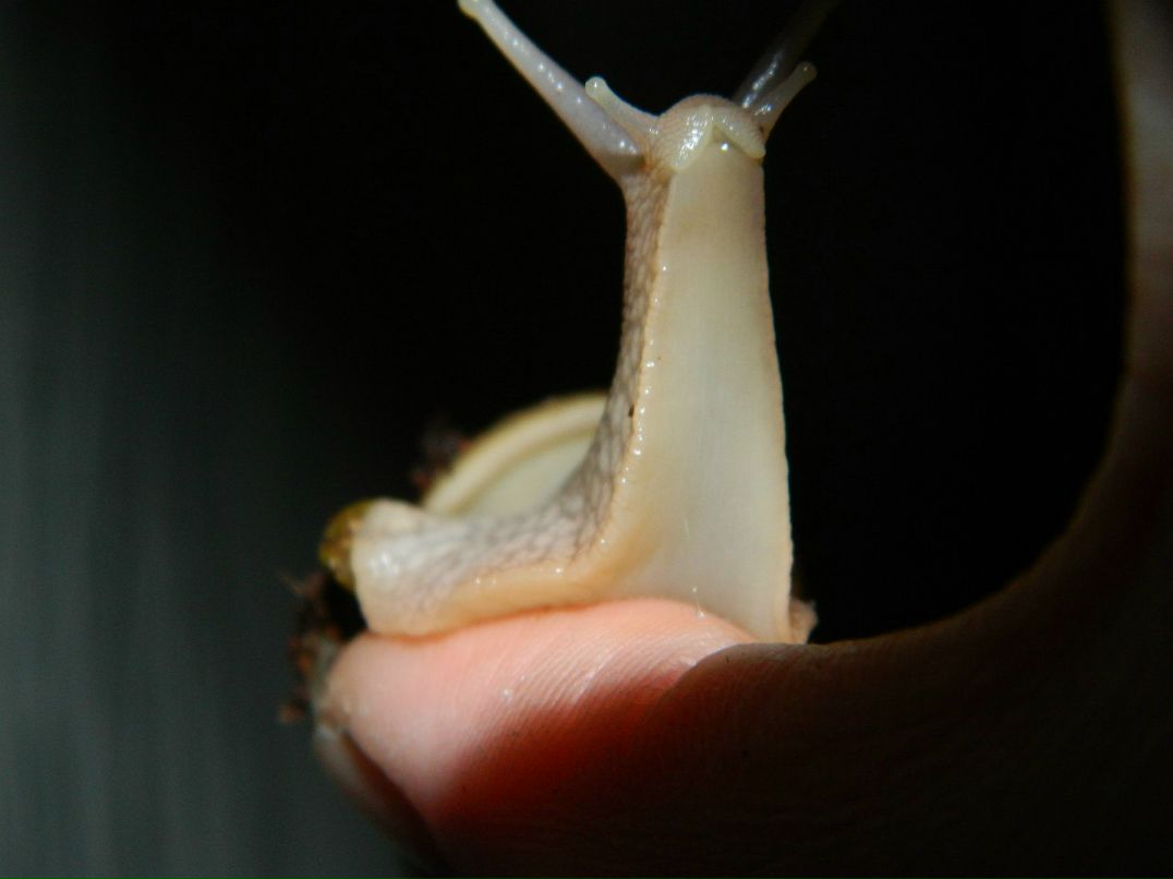 Катерина Борчанинова | 