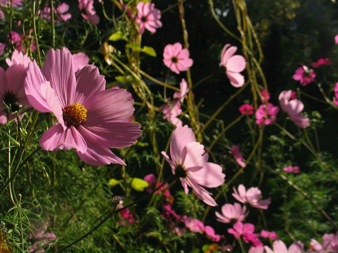 Алла Тупикова | Москва