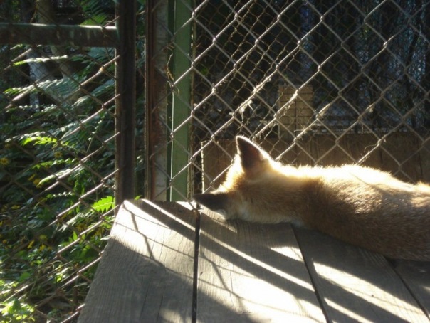 №4, Антонина Бако, Ndola №4, Антонина Бако, Ndola