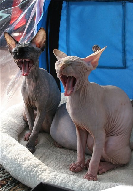 Алех Тимаков | Ростов-на-Дону