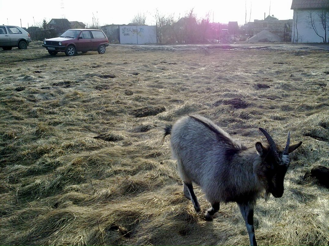 Lenka Kozlova не совсем | Калининград