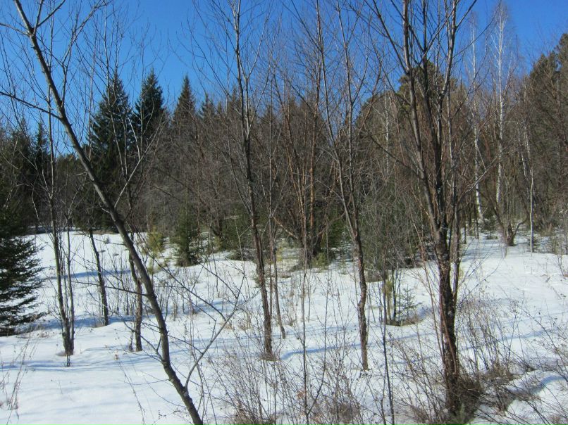 Светлана Морева | Красноярск