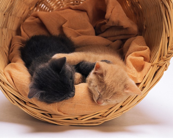 Anutka Medvedeva | Москва