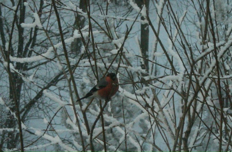 Марина Цыварева Martolna | Архангельск